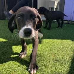 Photo of Destiny 2070, adoptable Great Dane in Loxahatchee, Florida