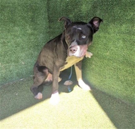 Photo of Reggie, adoptable Pit Bull Terrier in Lancaster, California