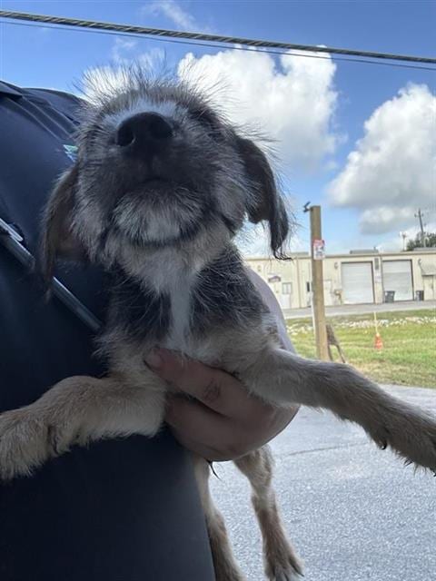 Photo of A661879, adoptable German Shepherd Dog in Houston, Texas