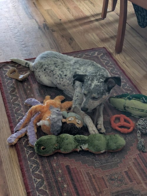 Photo of Patches, adoptable Australian Cattle Dog/Blue Heeler in Evergreen, Colorado