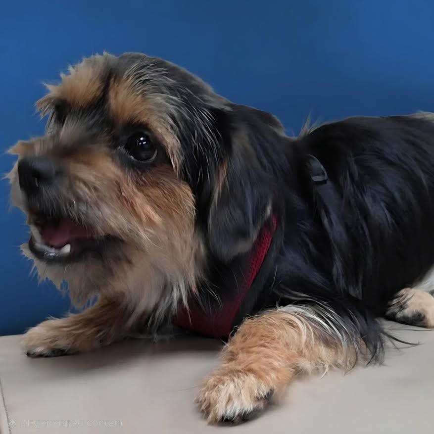 Photo of Archie, adoptable Yorkshire Terrier Yorkie in Crossville, Tennessee