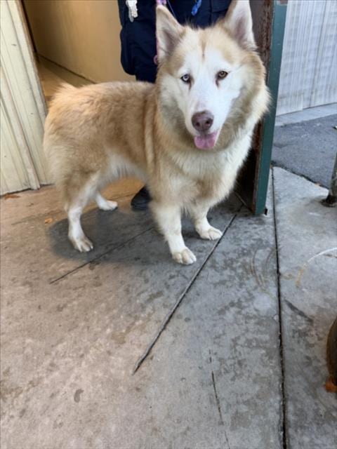 Photo of Winter, adoptable Siberian Husky in Hayward, California
