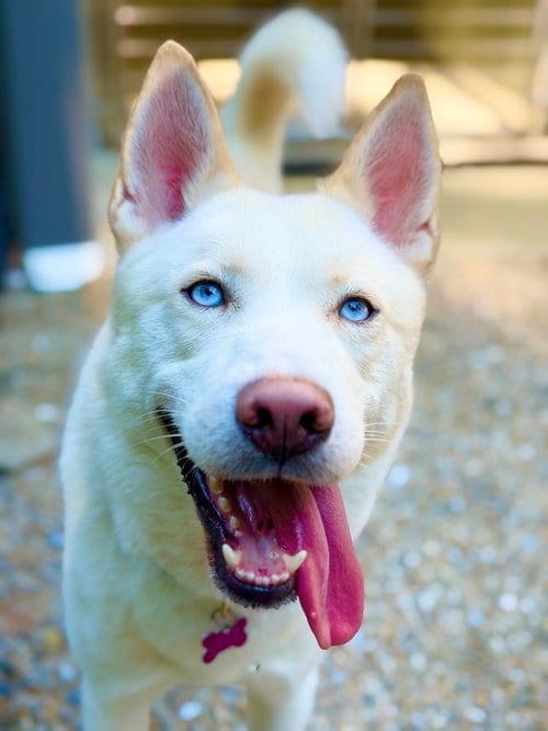 Photo of Simba 2, adoptable Husky in West Cornwall, Connecticut
