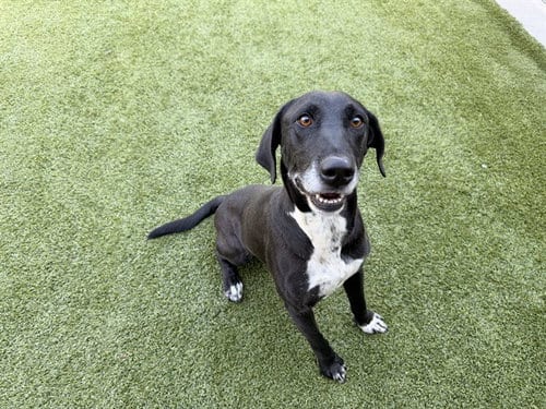 Photo of Coco, adoptable Labrador Retriever in Garland, Texas