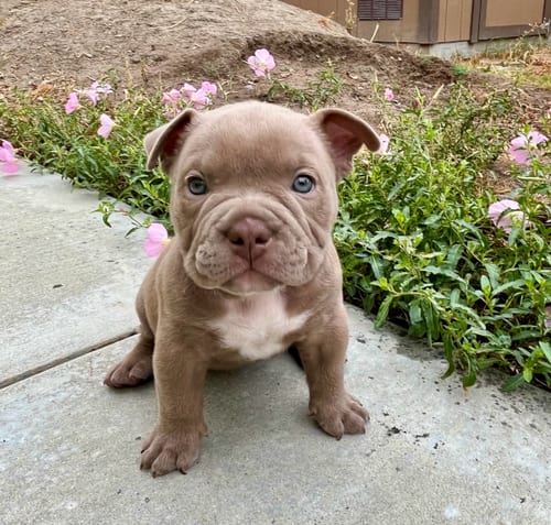 Photo of Ivy, adoptable Bulldog in Menifee, California