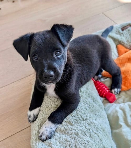 Photo of Hercules, adoptable Australian Kelpie in Marina Del Rey, California