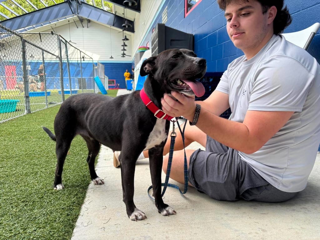 Photo of Raven, adoptable Pit Bull Terrier in Hartsville, South Carolina