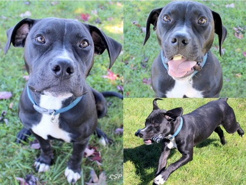 Photo of Ozzy, adoptable Pit Bull Terrier in Fort Wayne, Indiana