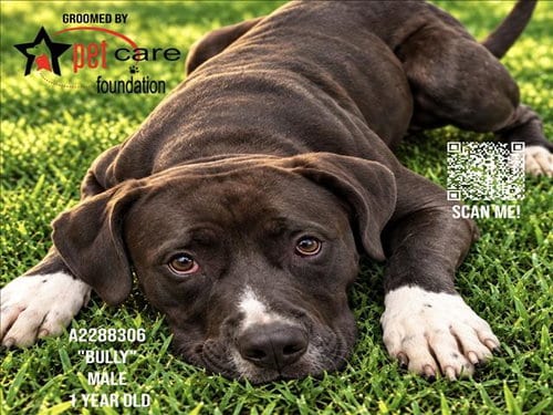 Photo of Bully, adoptable Mastiff in Los Angeles, California