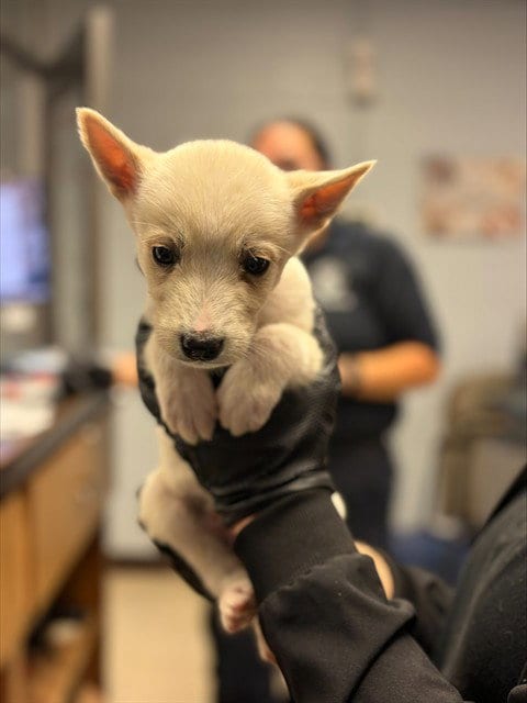 Photo of A377937, adoptable Siberian Husky in Stockton, California
