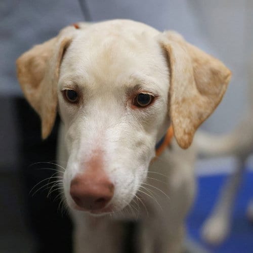 Photo of Marley, adoptable Labrador Retriever in San Antonio, Texas