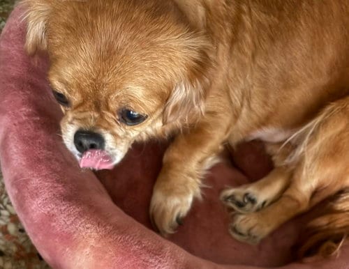 Photo of Rita FH, adoptable Pekingese in Sanford, Florida