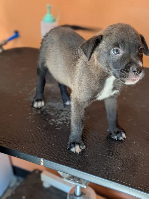 Photo of River, adoptable Labrador Retriever in garner, North Carolina