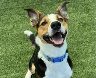 Photo of Harris, adoptable Hound in Redwood City, California