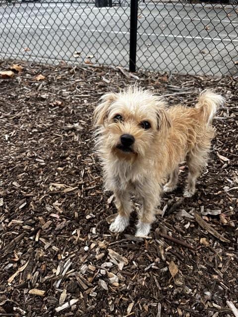 Photo of Startex, adoptable Toy Fox Terrier in Fremont, California