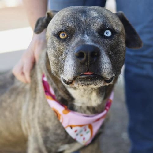 Photo of Tokyo, adoptable American Staffordshire Terrier in San Antonio, Texas