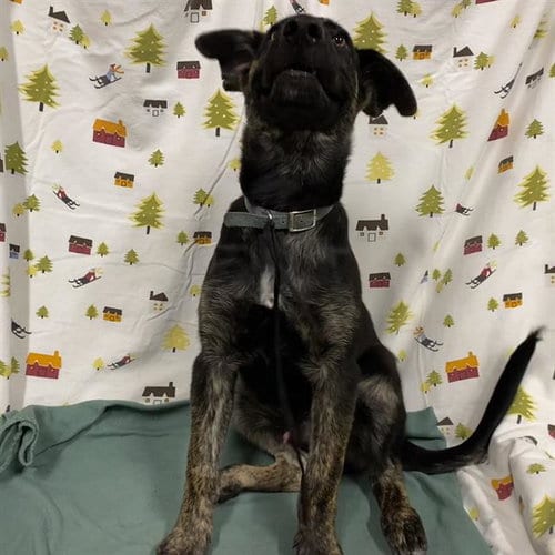 Photo of Buddy, adoptable German Shepherd Dog in Modesto, California