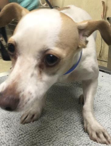 Photo of Oliver, adoptable Chihuahua in Riverside, California