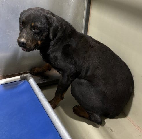 Photo of Apollo, adoptable Rottweiler in Bakersfield, California