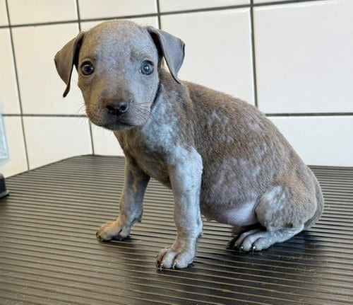 Photo of Reese, adoptable Pit Bull Terrier in Downey, California