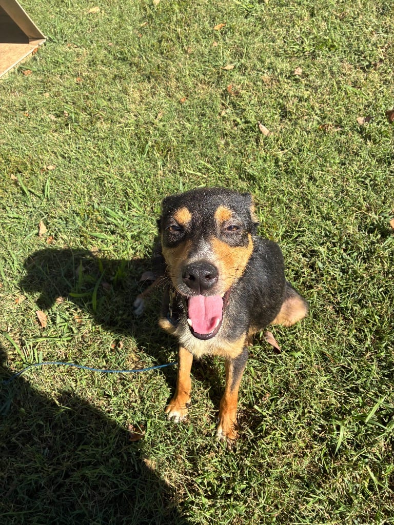 Photo of JuniPeter, adoptable Mixed Breed in Chickamauga, Georgia