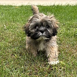 Photo of Mindy, adoptable Lhasa Apso in Union Grove, Wisconsin