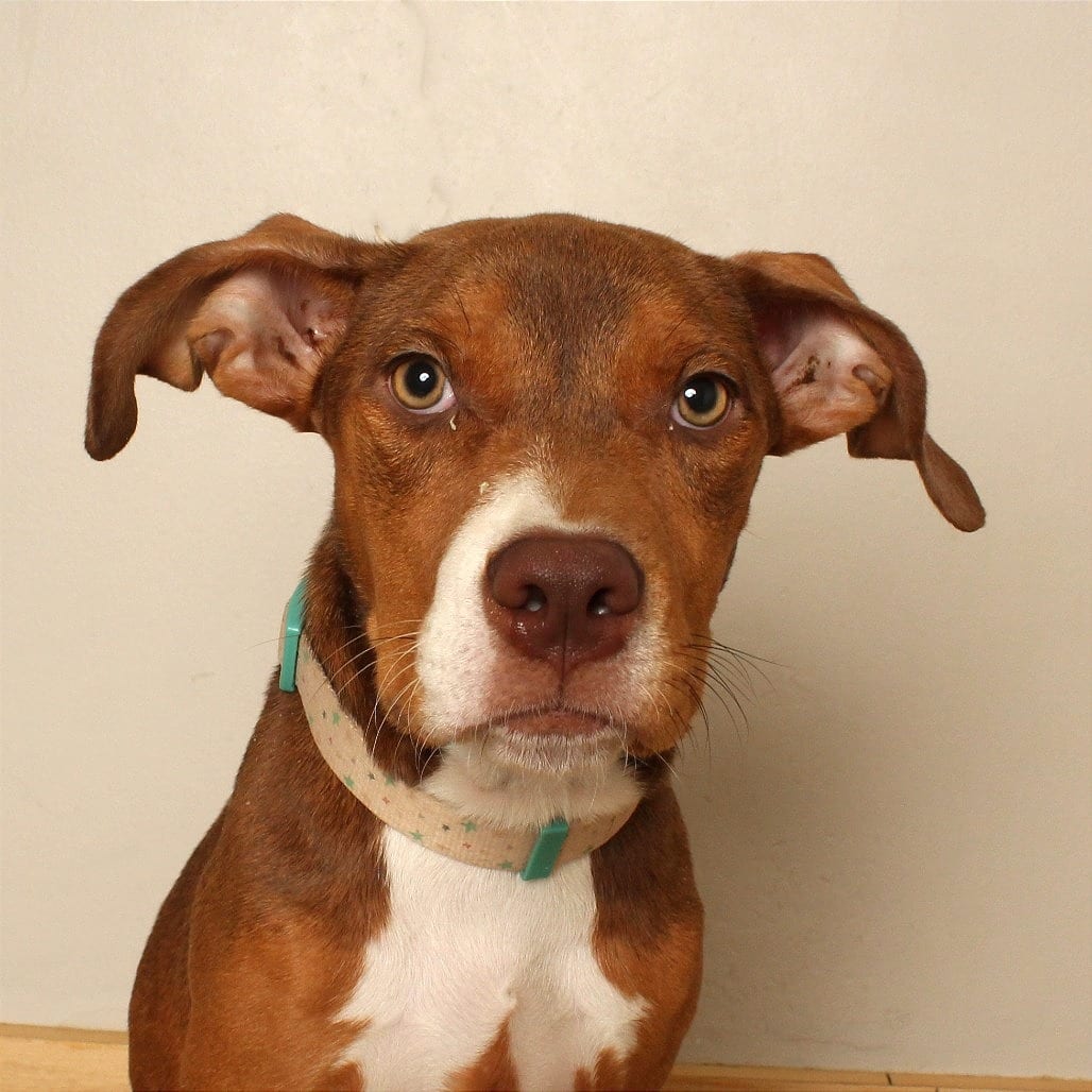 Photo of Fantastic Flo D70653, adoptable Catahoula Leopard Dog / Terrier in Minnesota, Minnesota