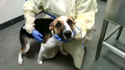 Photo of Penelope, adoptable dog in Farmington, New Mexico