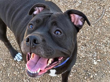 Photo of Tammy, adoptable dog in Georgetown, Texas
