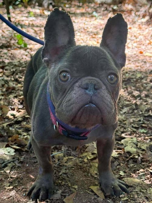 Photo of Gabby (GA), adoptable French Bulldog in New York, New York