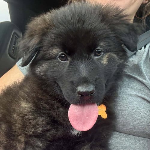Photo of Guadalupe, adoptable Shepherd in Normal, Illinois