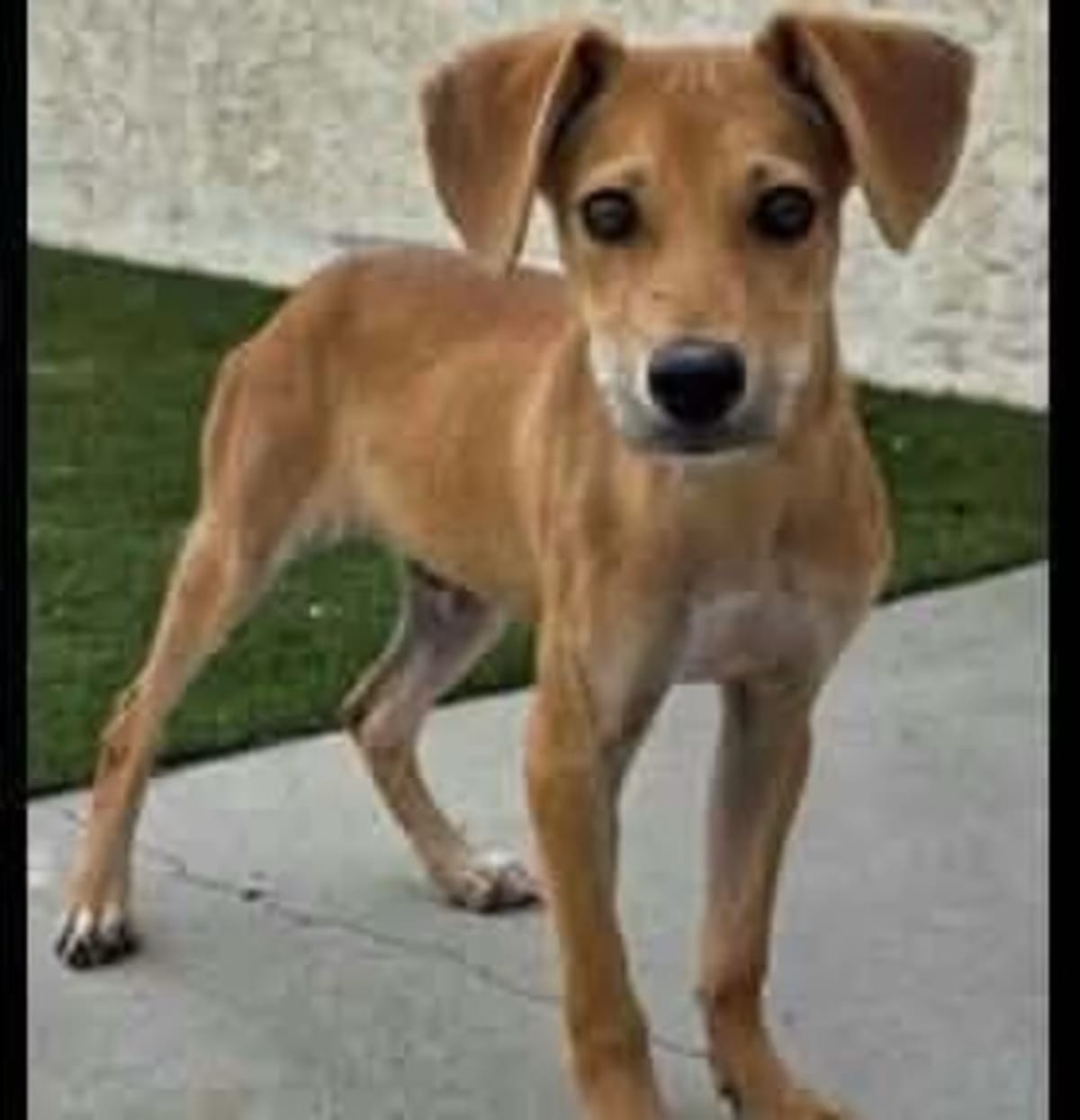 Photo of Thackery, adoptable Beagle in Parker, Colorado