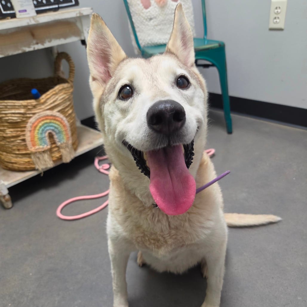 Photo of Cookie, adoptable Shepherd / Mix in Normal, Illinois