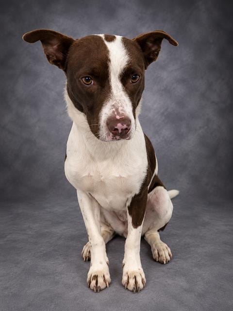 Photo of Stormy, adoptable Pointer in Winter Haven, Florida