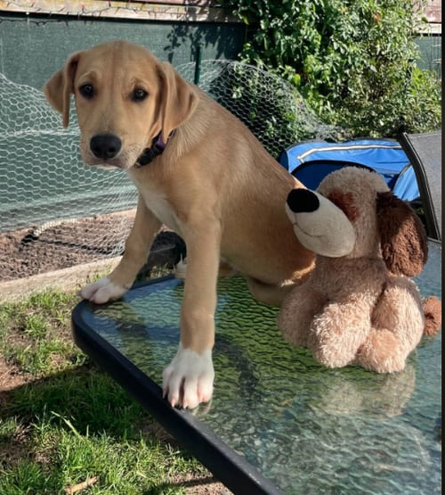 Photo of Cappuccino - Coffee Crew, adoptable Labrador Retriever in Sheboygan, Wisconsin