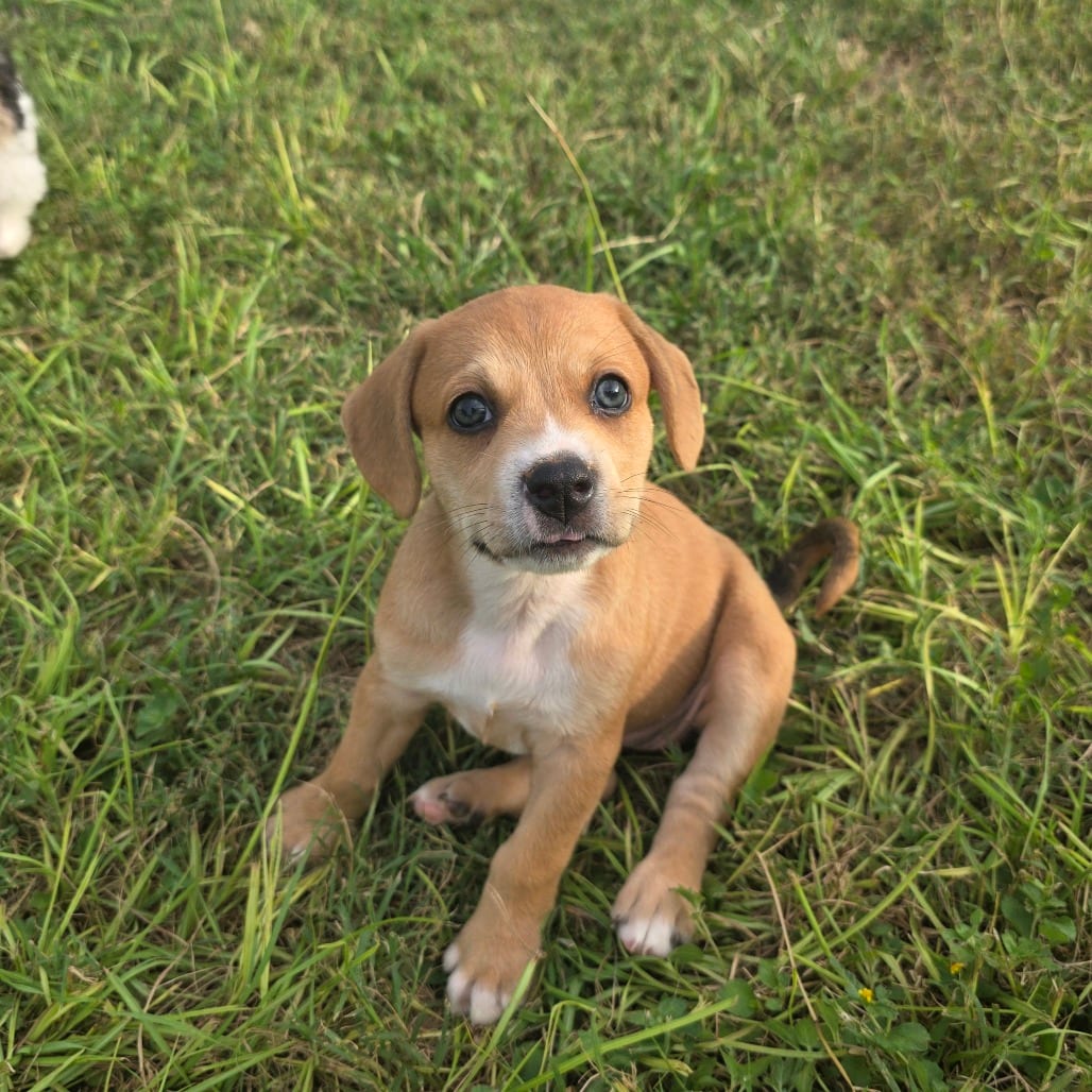 Photo of Sioux 26-05-005, adoptable Mixed Breed (Medium) in Bastrop, Texas