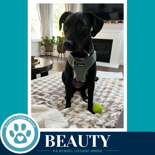 Photo of Beauty 100326, adoptable Labrador Retriever in Kimberton, Pennsylvania