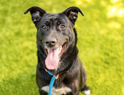 Photo of Wren, adoptable German Shepherd Dog in San Jose, California