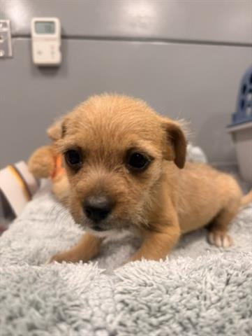 Photo of Bobby, adoptable Terrier in San Martin, California