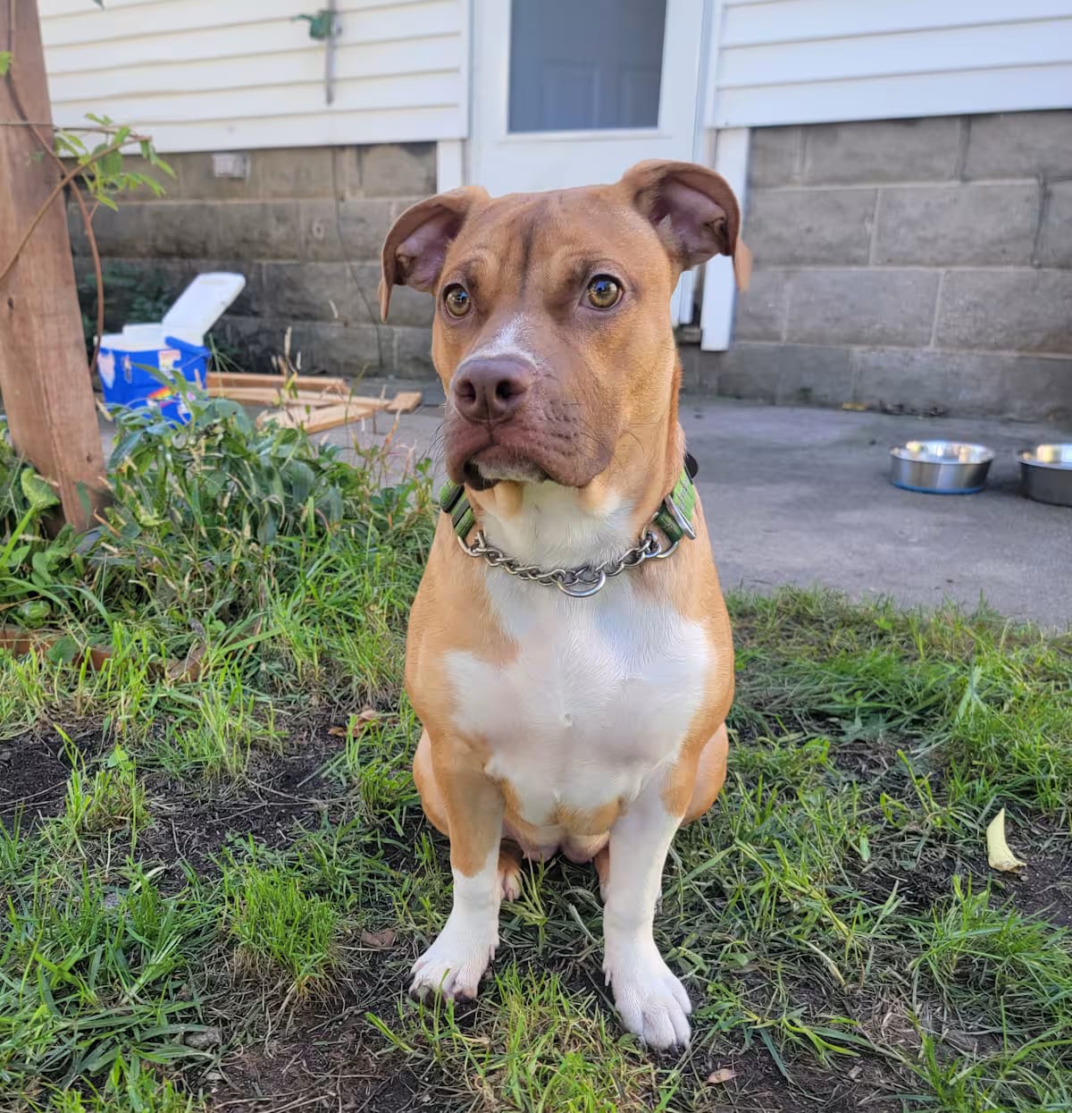 Photo of Miley, adoptable Pit Bull Terrier/Mixed Breed (Medium) in St. Clair Shores, Michigan