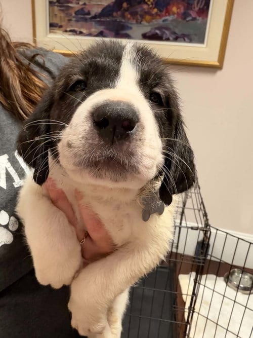 Photo of Casper - Halloween Litter, adoptable Anatolian Shepherd in Holly Springs, North Carolina