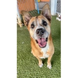 Photo of Benny, adoptable Terrier (Unknown Type, Medium) in Doral, Florida