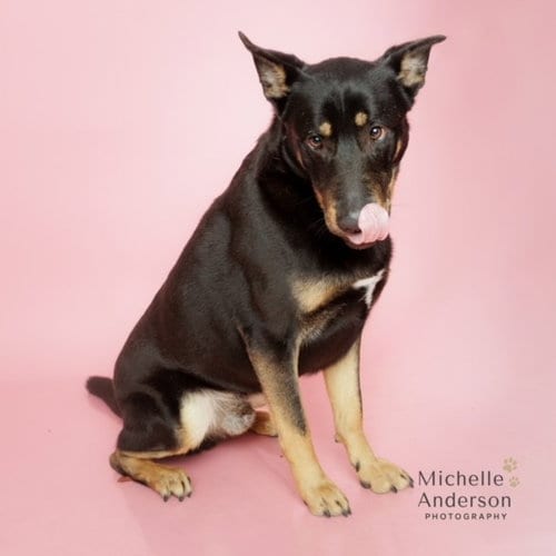 Photo of Murphy, adoptable German Shepherd Dog in Corona, California