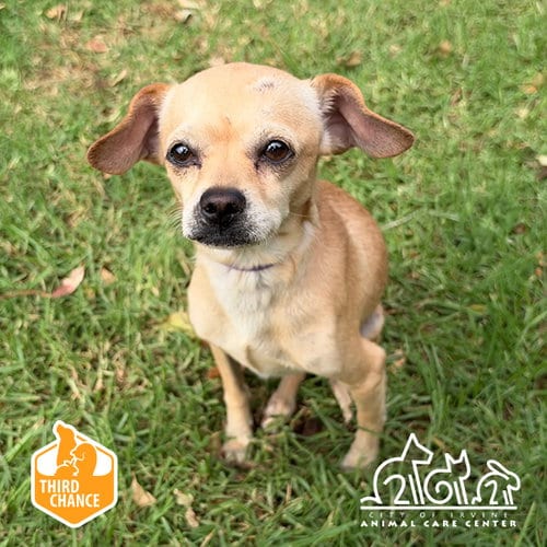 Photo of Cheerio, adoptable Chihuahua in Irvine, California
