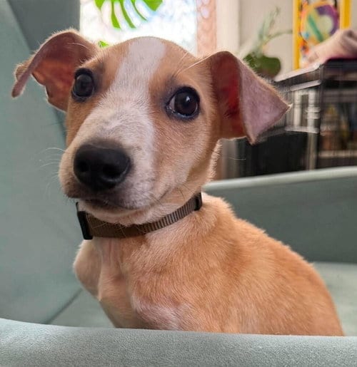 Photo of Pete (AL), adoptable Jack Russell Terrier in New York, New York