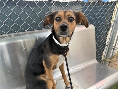 Photo of Cookie, adoptable German Shepherd Dog in Phoenix, Arizona