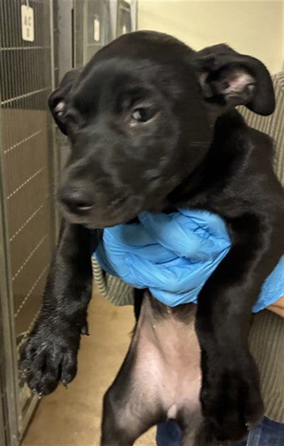 Photo of Oatmeal, adoptable Pit Bull Terrier in San Jose, California