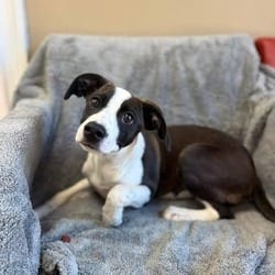 Photo of Hannah, adoptable Pointer Mixed Breed (Medium) in Frederick, Maryland