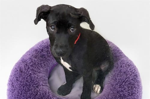 Photo of Wednesday, adoptable Pit Bull Terrier in Ft Lauderdale, Florida
