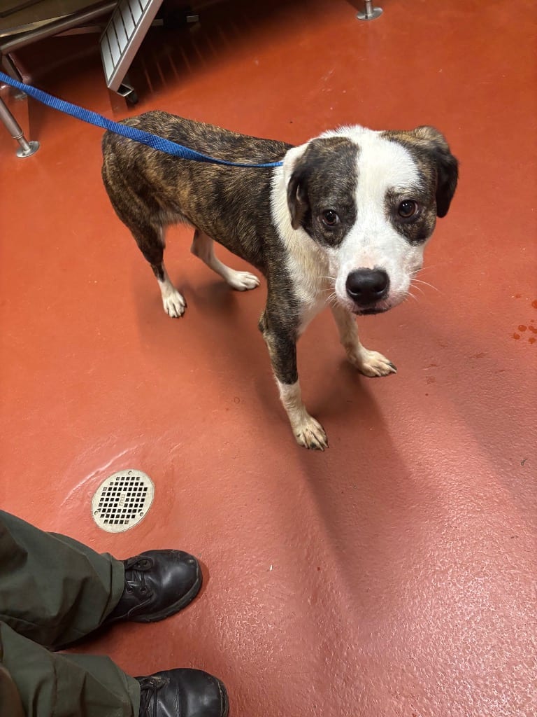 Photo of Geo, adoptable Mixed Breed in Douglasville, Georgia
